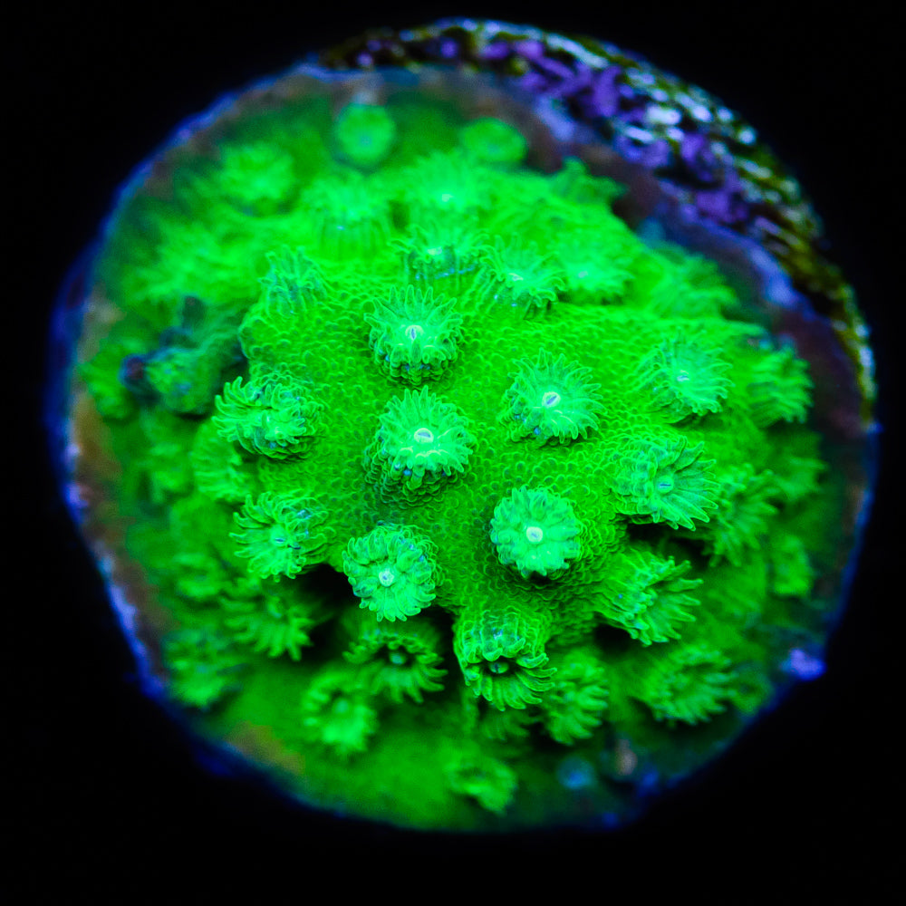 WWC Lime Green Cyphastrea - Daylight Photo