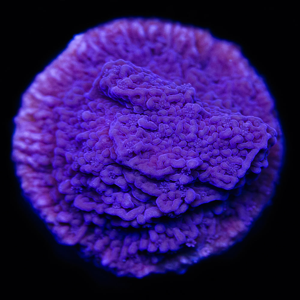 Vivid's Purple Cap Montipora - Daylight Photo