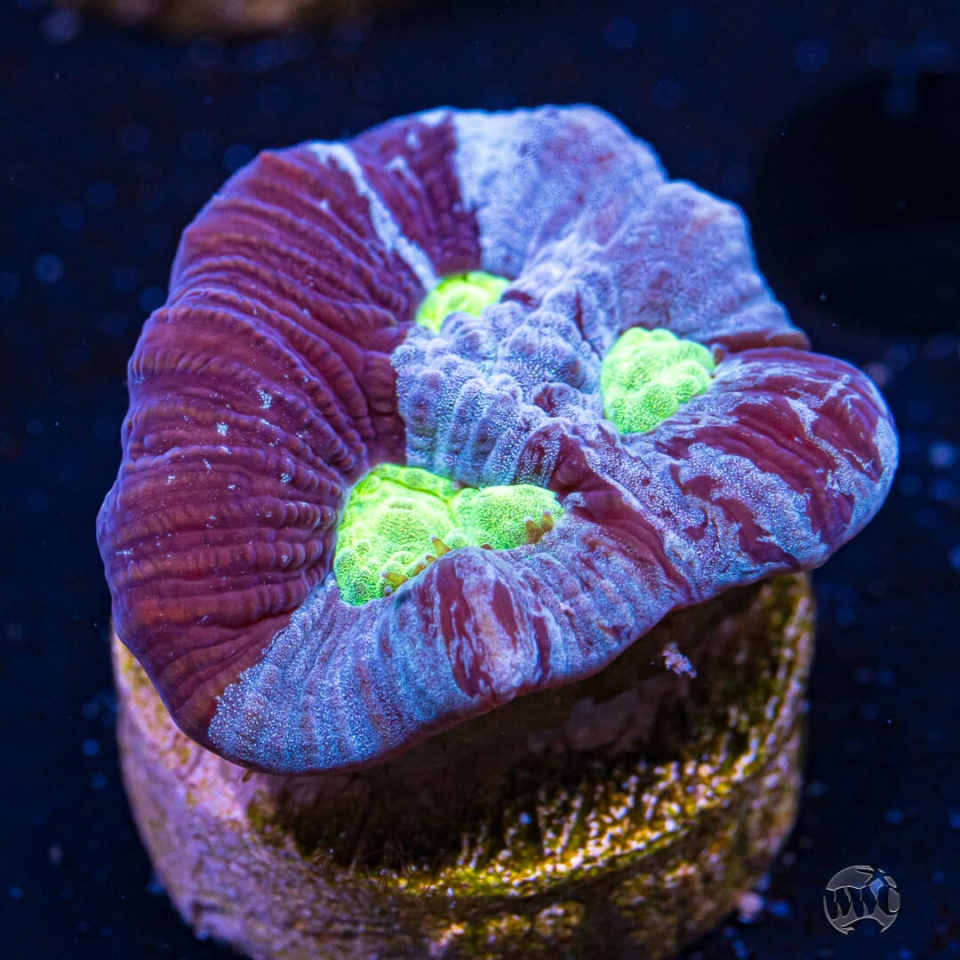 WWC Necromancer Favia Coral