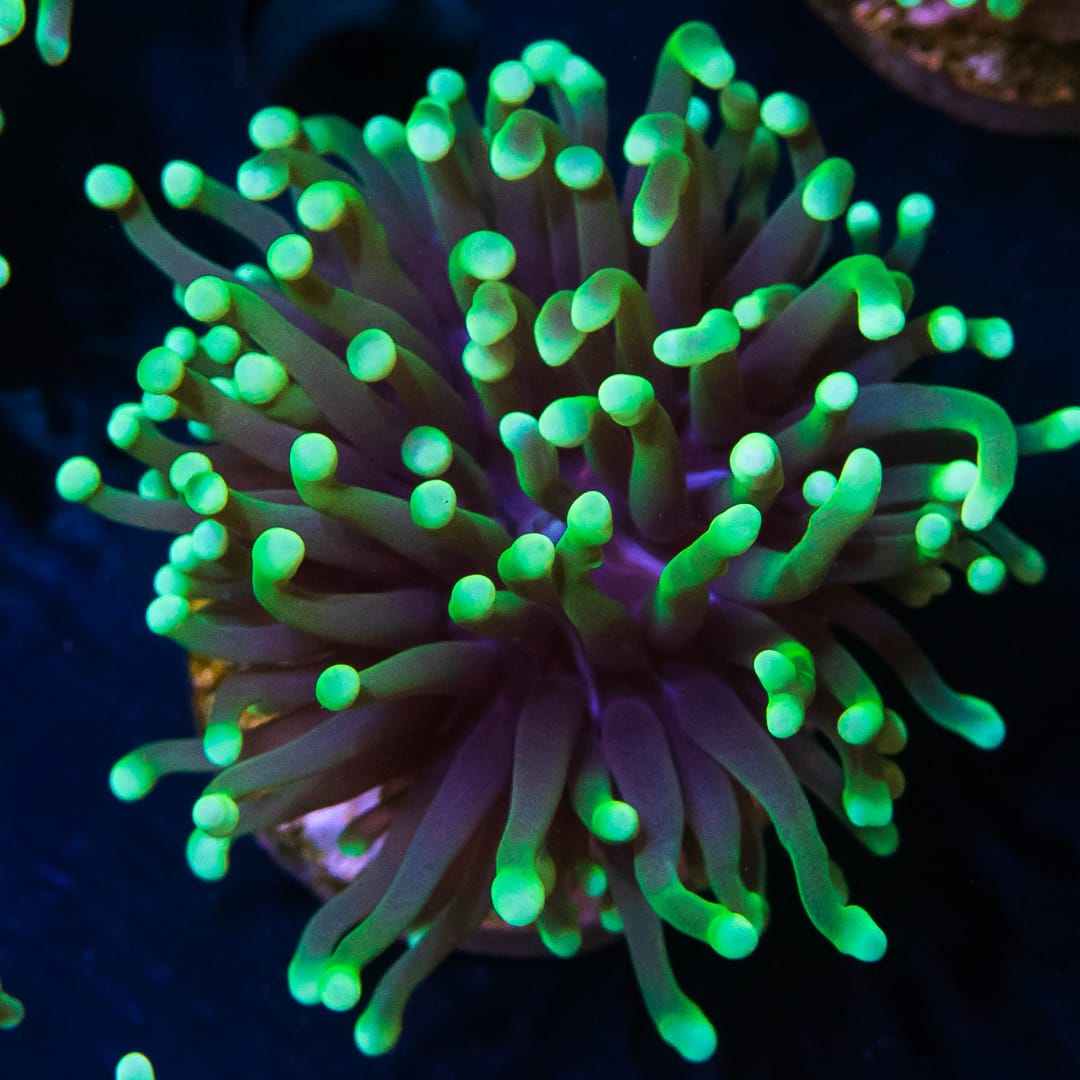 Neon Torch Coral