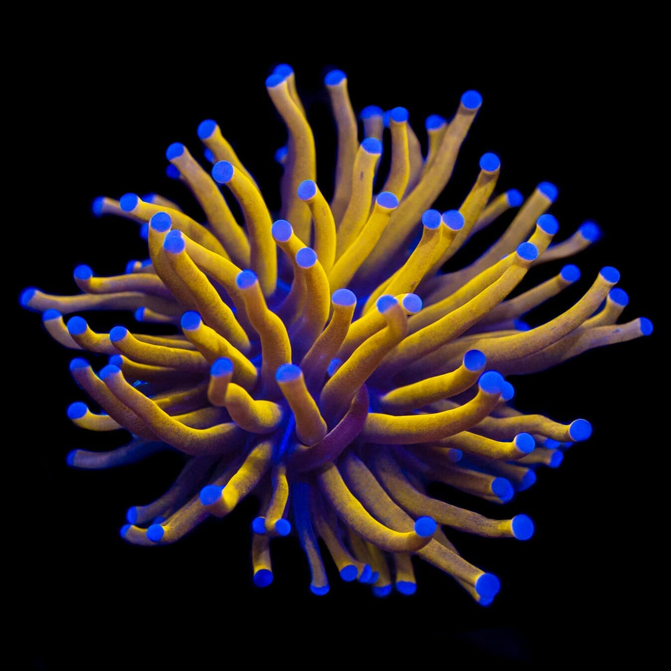 Aussie Gold Torch Coral