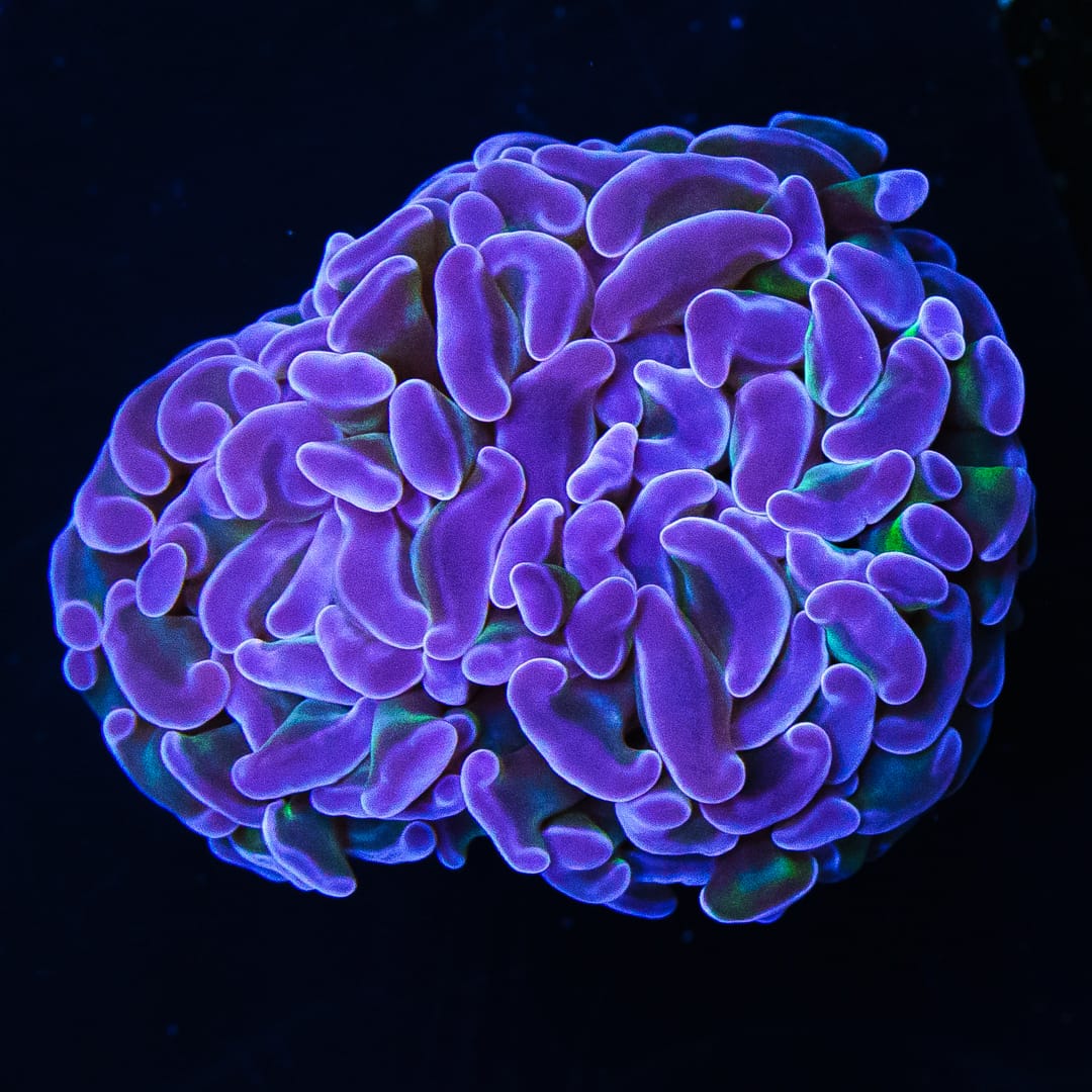 Purple Bi-Color Branching Hammer Coral
