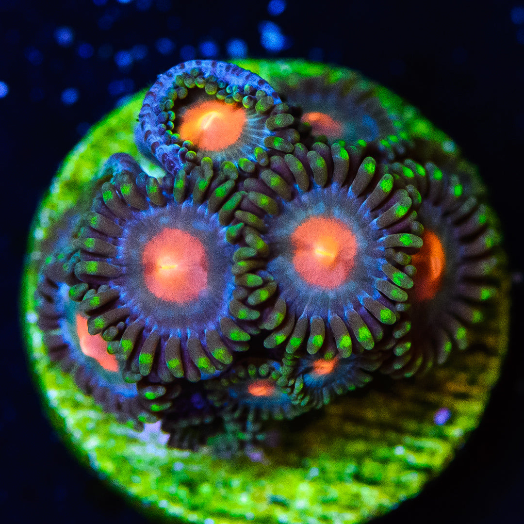 Blue Pinwheel Zoanthids - Daylight Photo