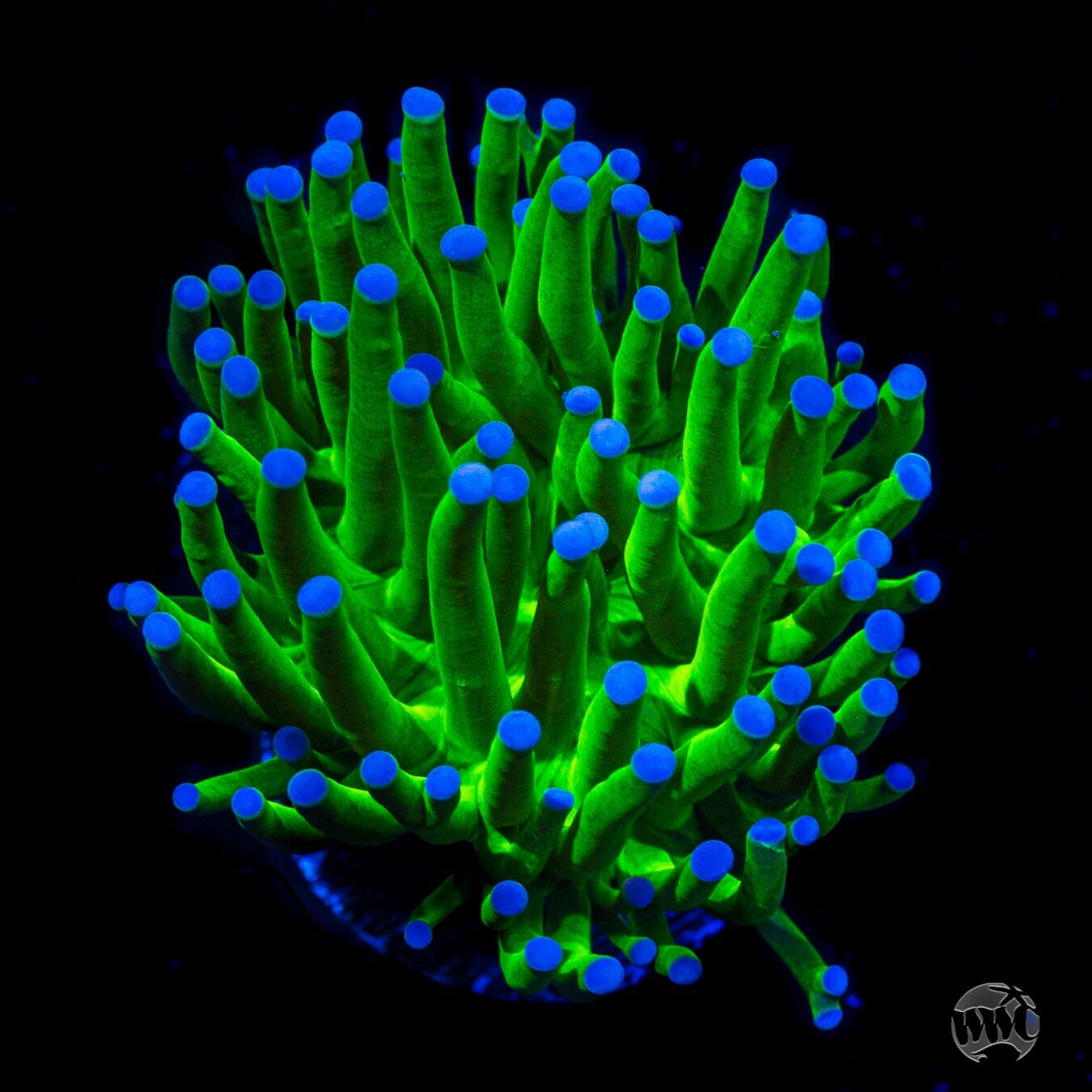 Blue Tipped Neon Torch - Daylight Photo