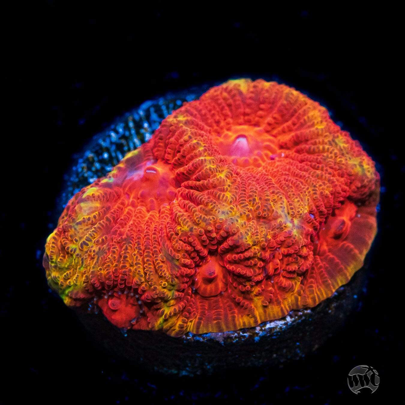 CC Darth Maul Favites Coral