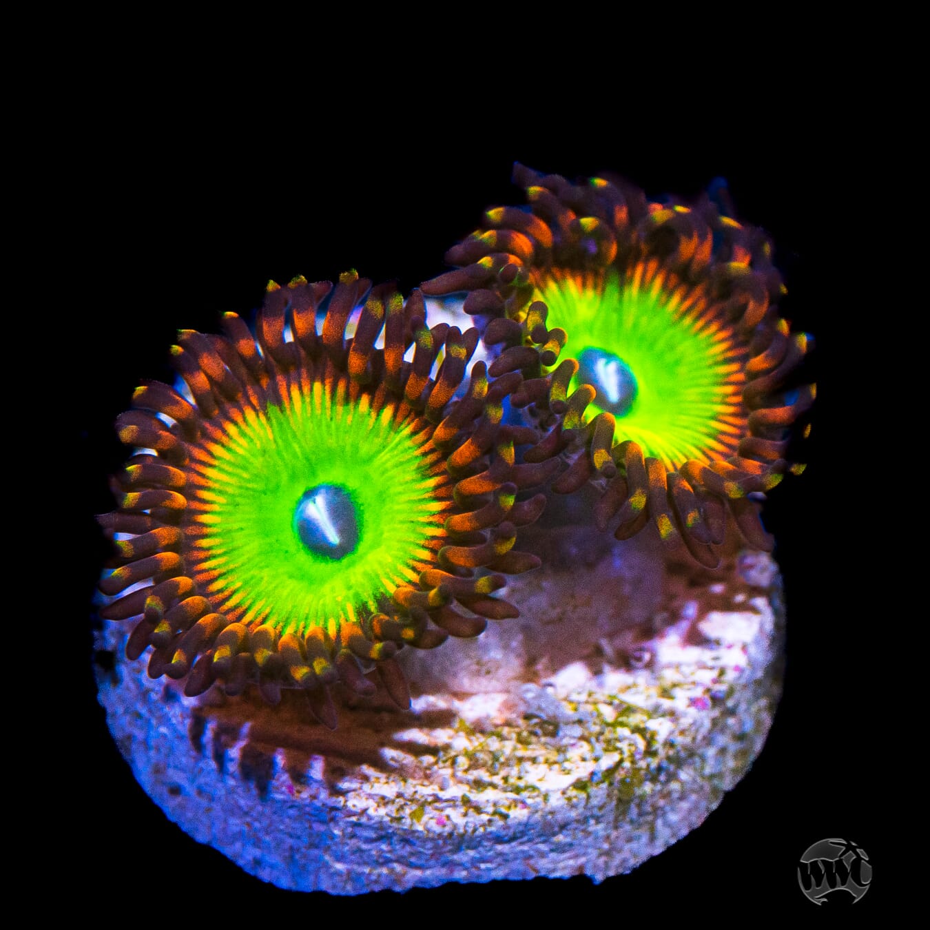 Candy Apple Red Zoanthids