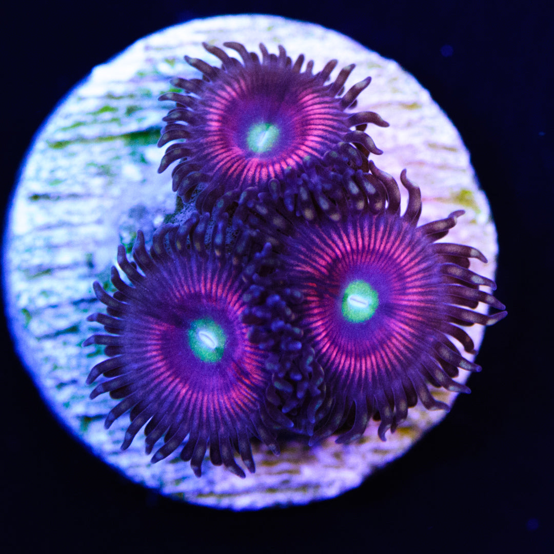 Cat Eyes Zoanthids - Daylight Photo