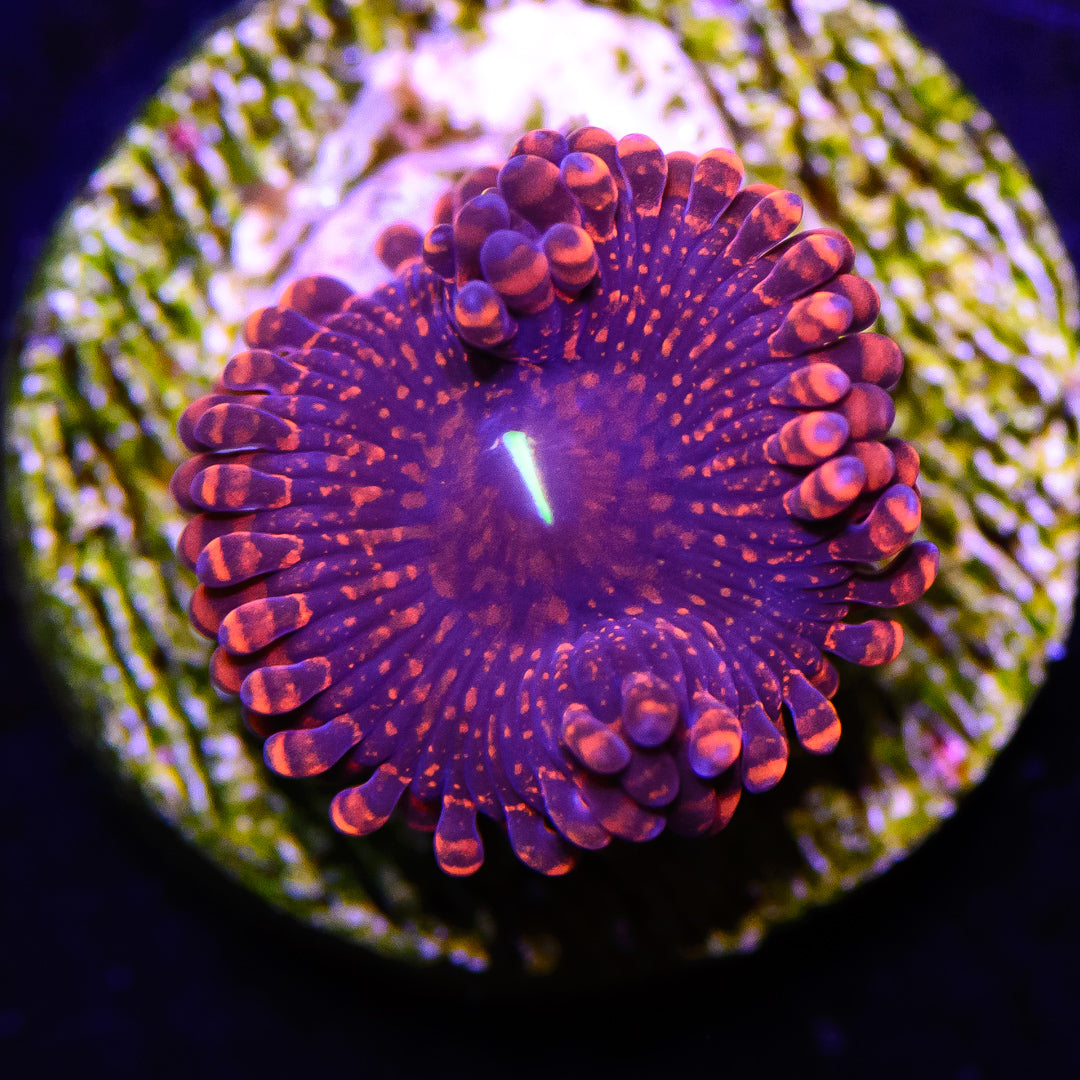 Darth Maul Zoanthids - Daylight Photo