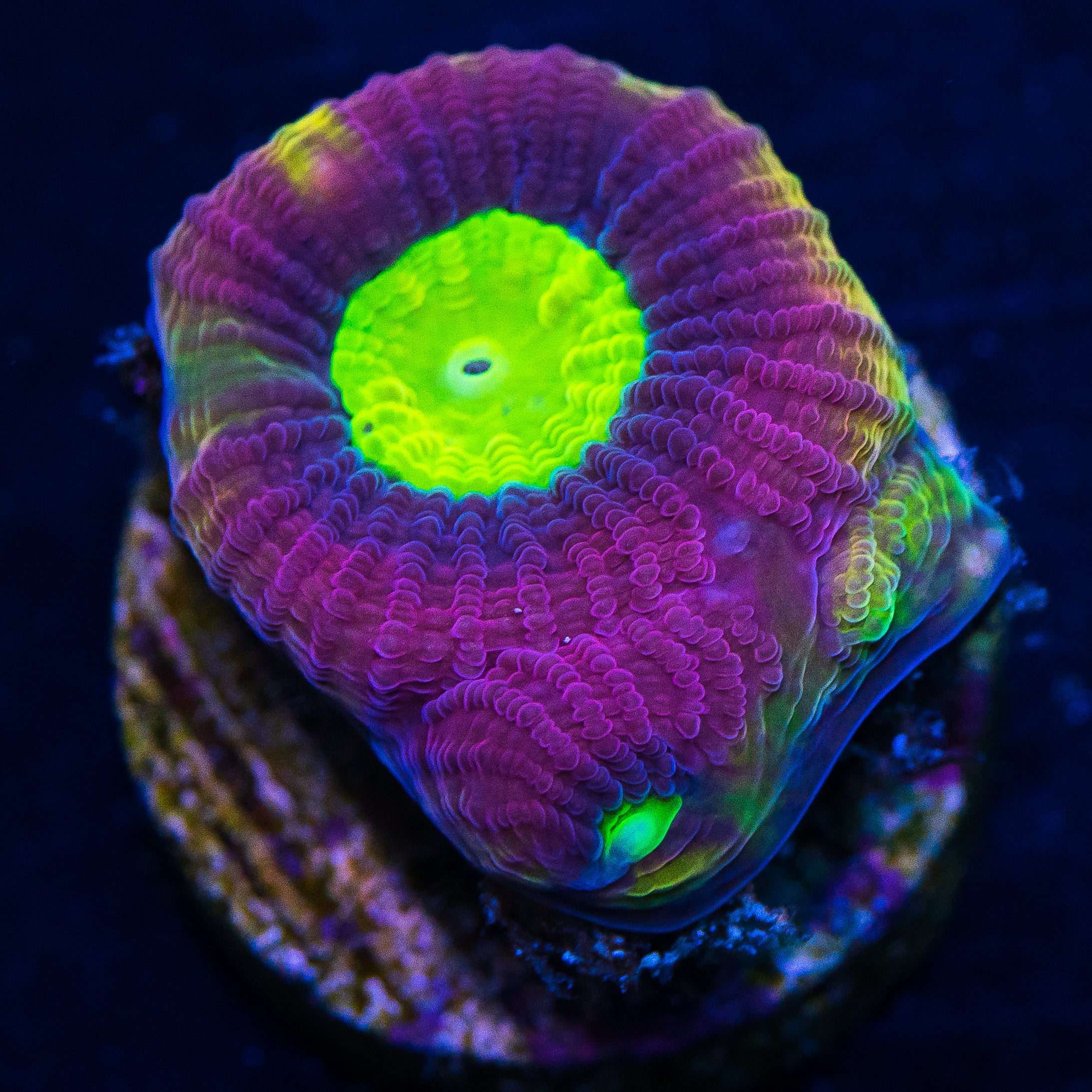 Dragon Soul Prism Goniastrea Coral