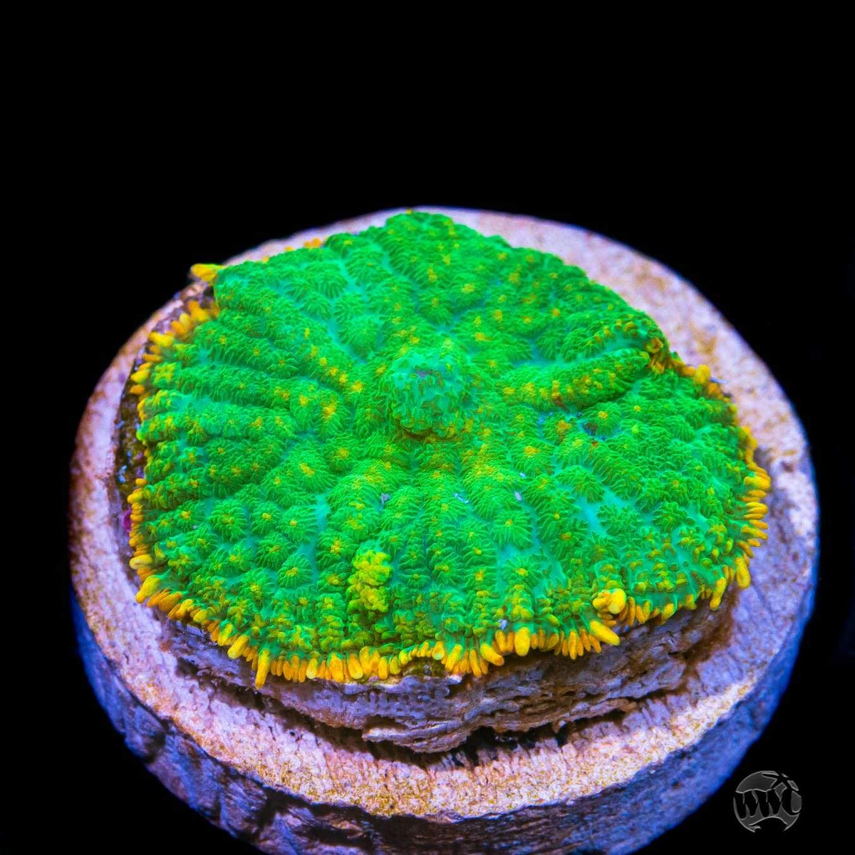 Duke Nukem Rhodactis Mushroom Coral