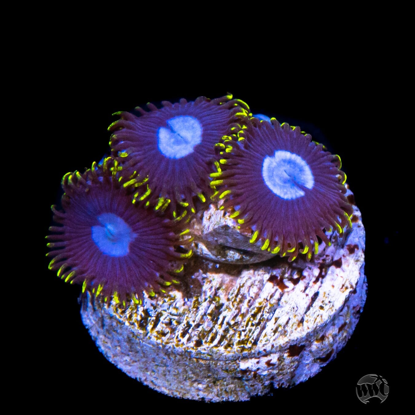 Frozen Hornet Zoanthids