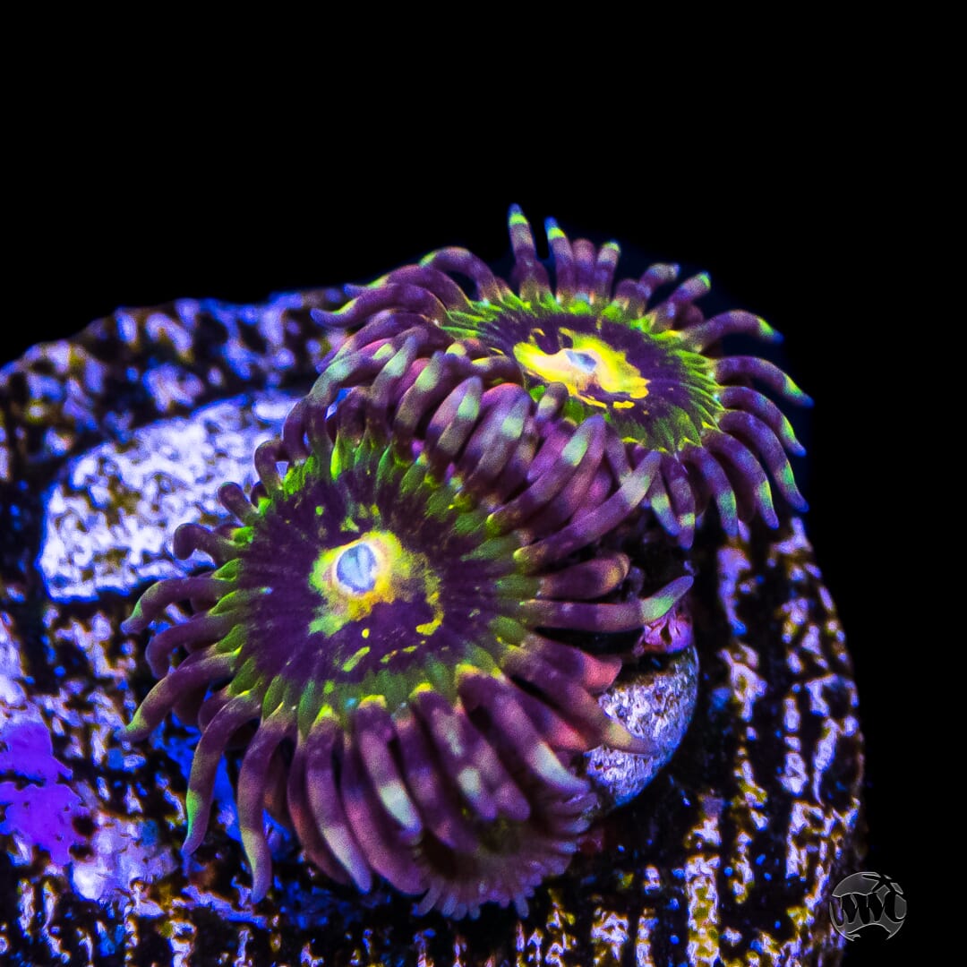 GB Buttkisser Zoanthids