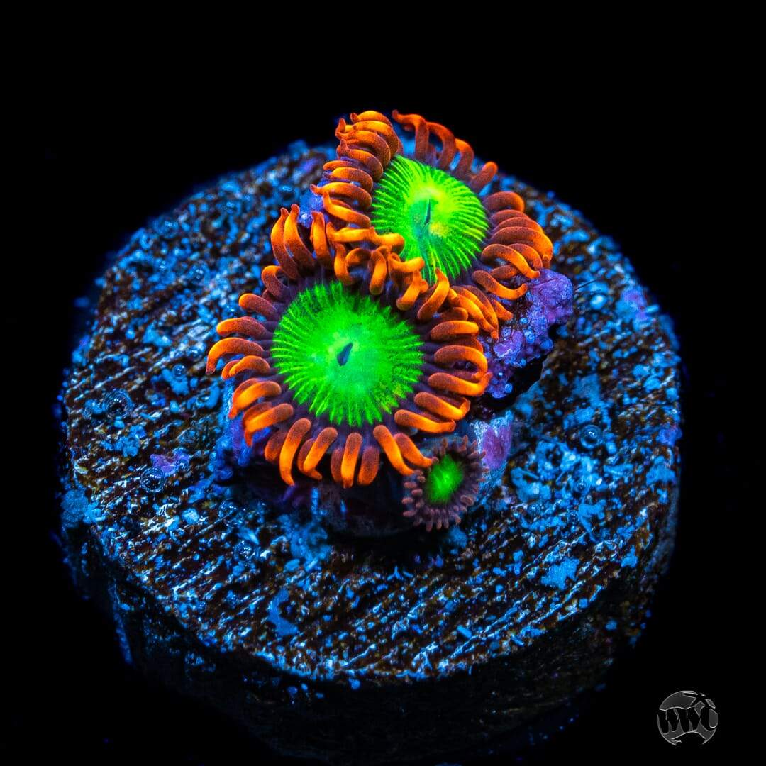 Goblins Fire Zoanthids