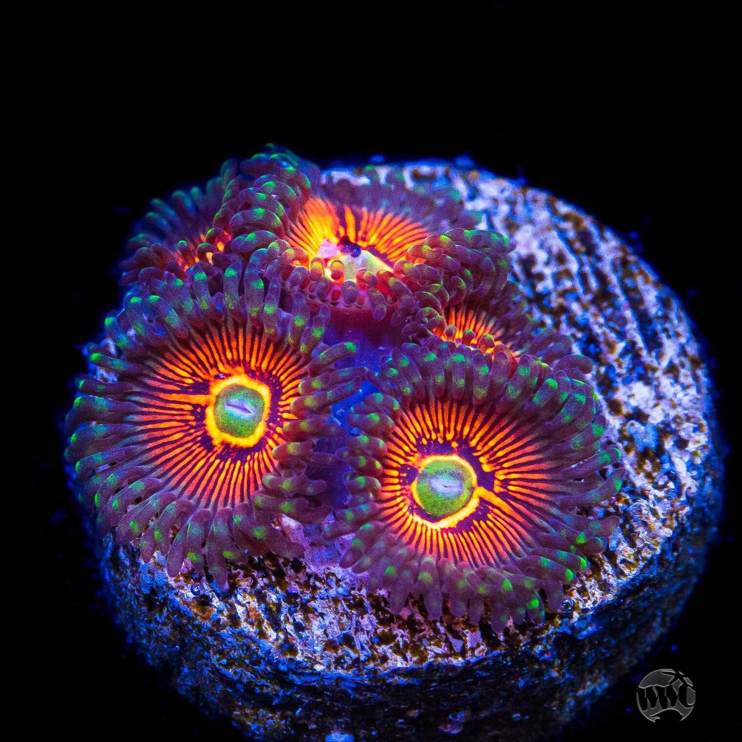 God of War Zoanthids
