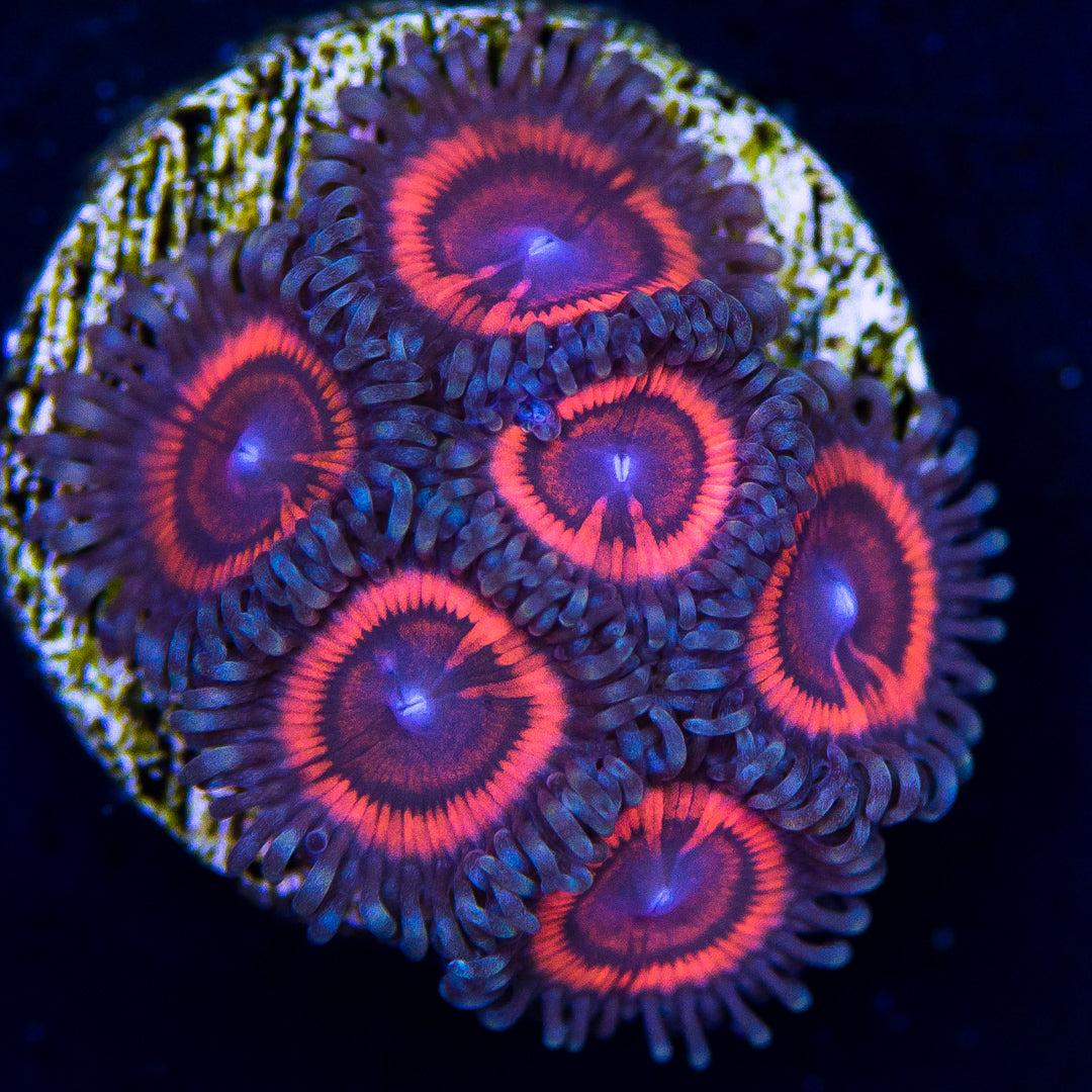 Goochsters Zoanthids - Daylight Photo