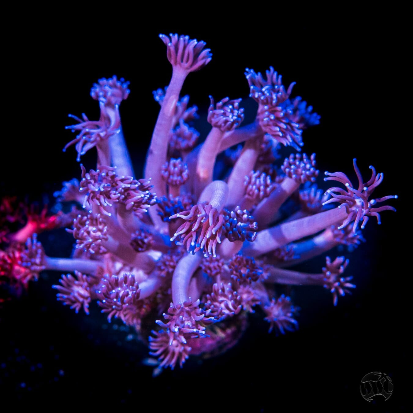Great Grape Goniopora Coral