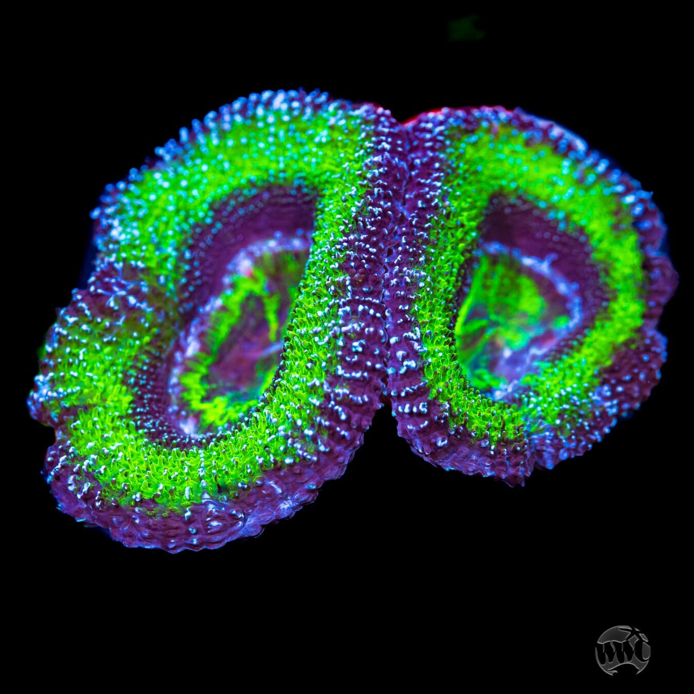 Green Aussie Lord Coral