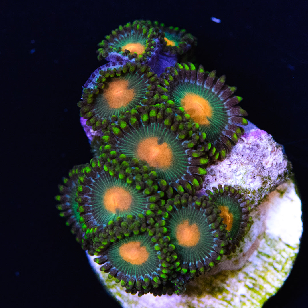 Green Bay Packer Zoanthids - Daylight Photo