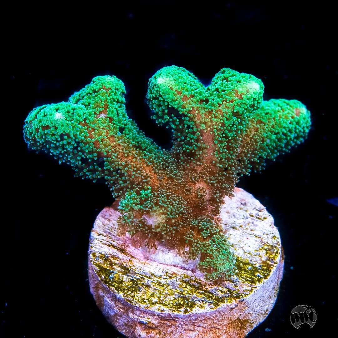 Green Birdsnest Coral