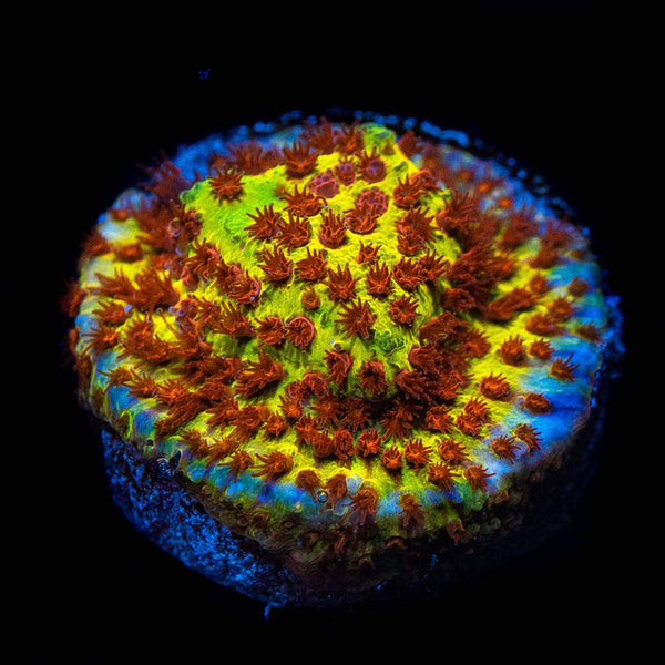 Jason_Fox_Burning_Banana_Stylo