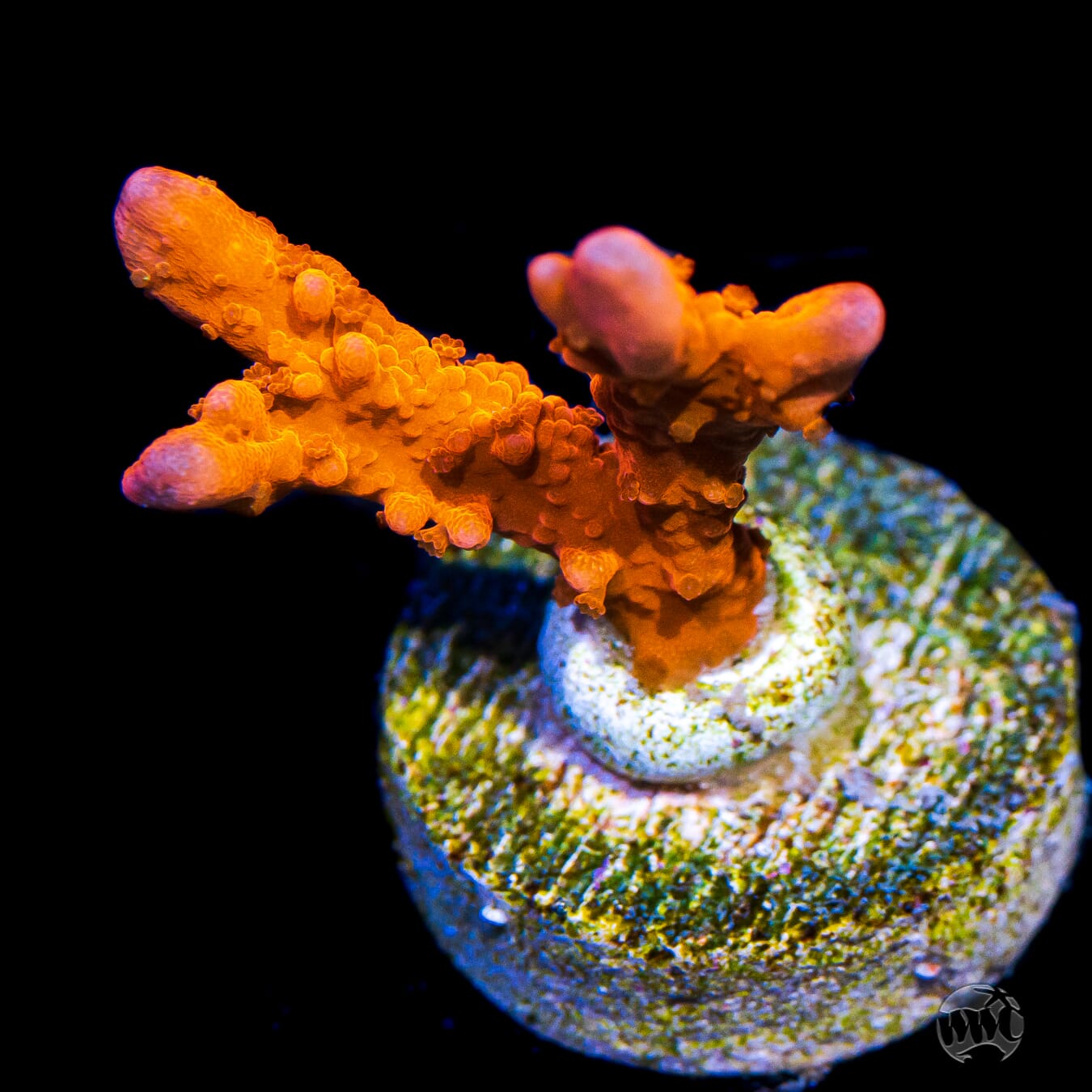 Jason Fox Fire Starter Montipora Coral