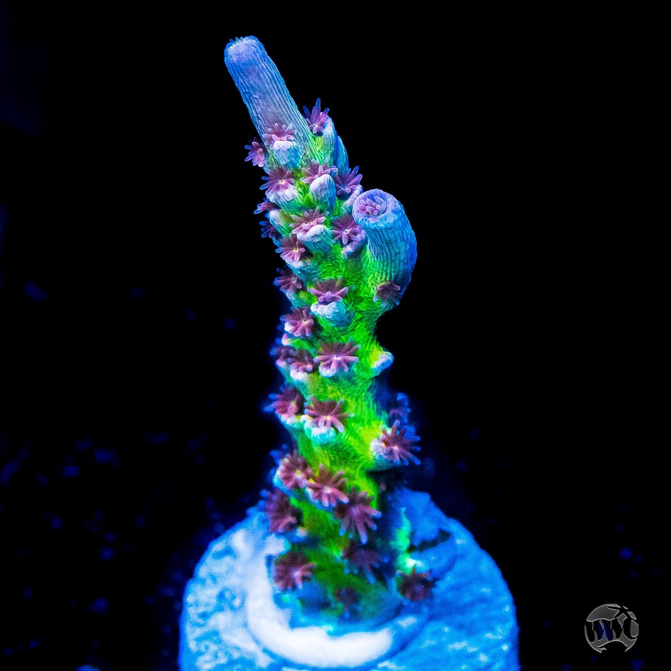 Jason Fox Jolt Acropora