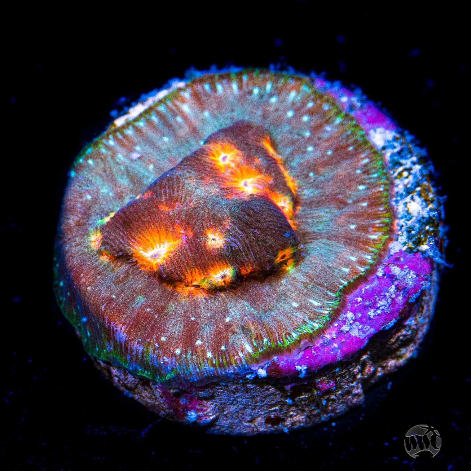 Jason Fox Lava Flow Leptoseris Coral