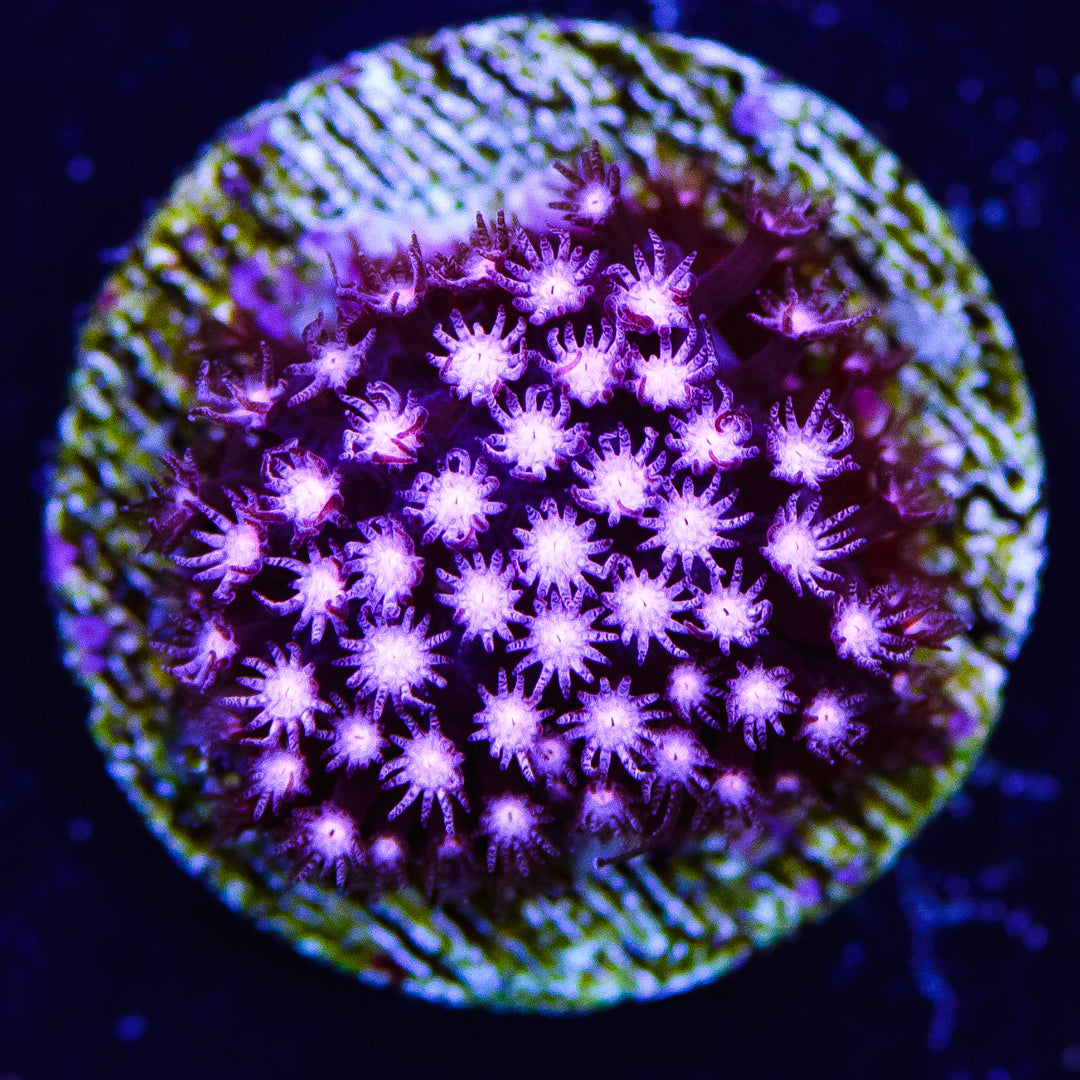 JC Pink Polyp Stylocoeniella - Daylight Photo