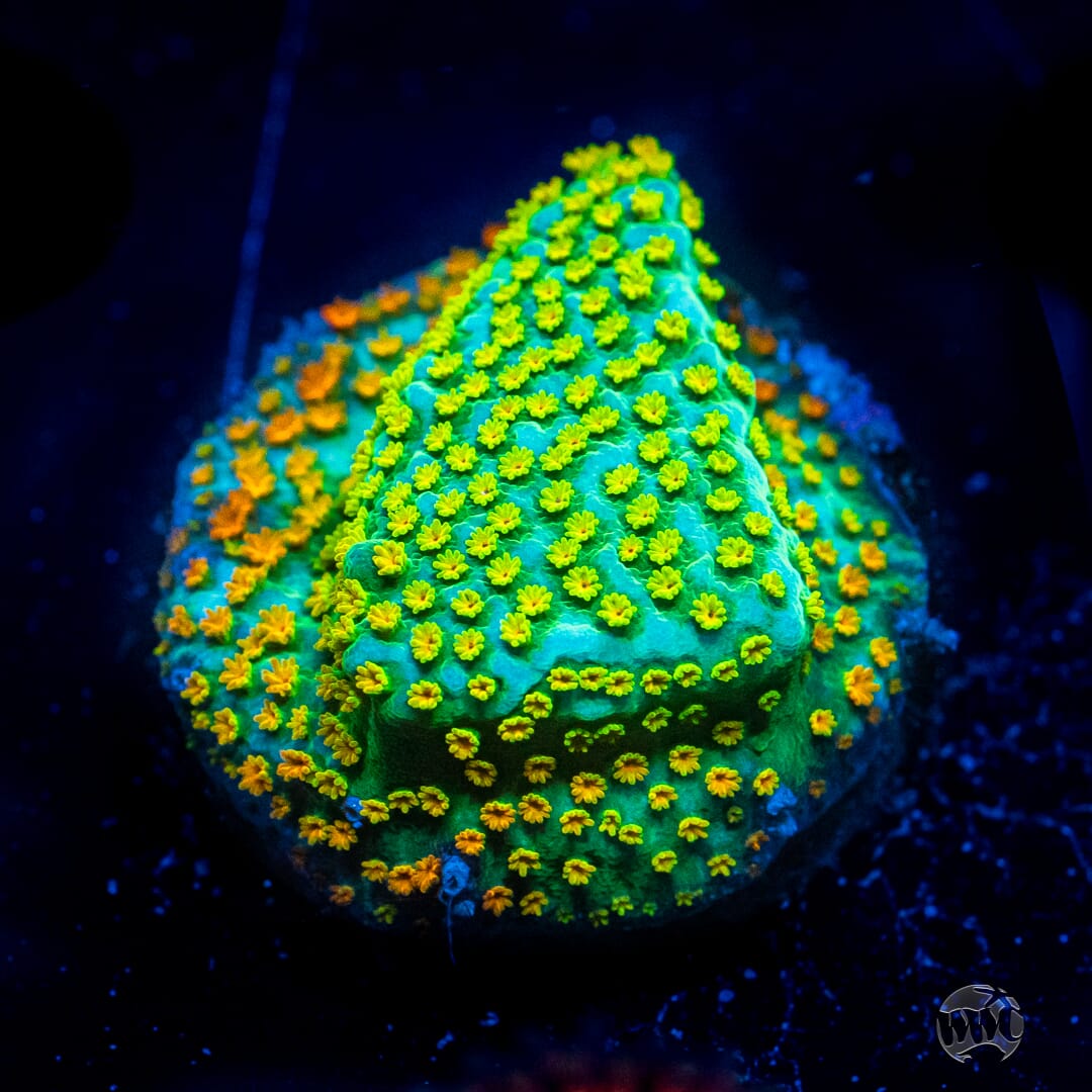 Jason Fox Rainbow Montipora - Actinic Photo