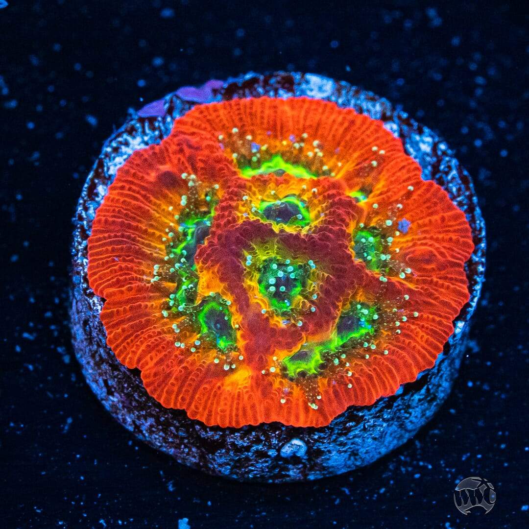 Jason Fox Sector 001 Favites Coral