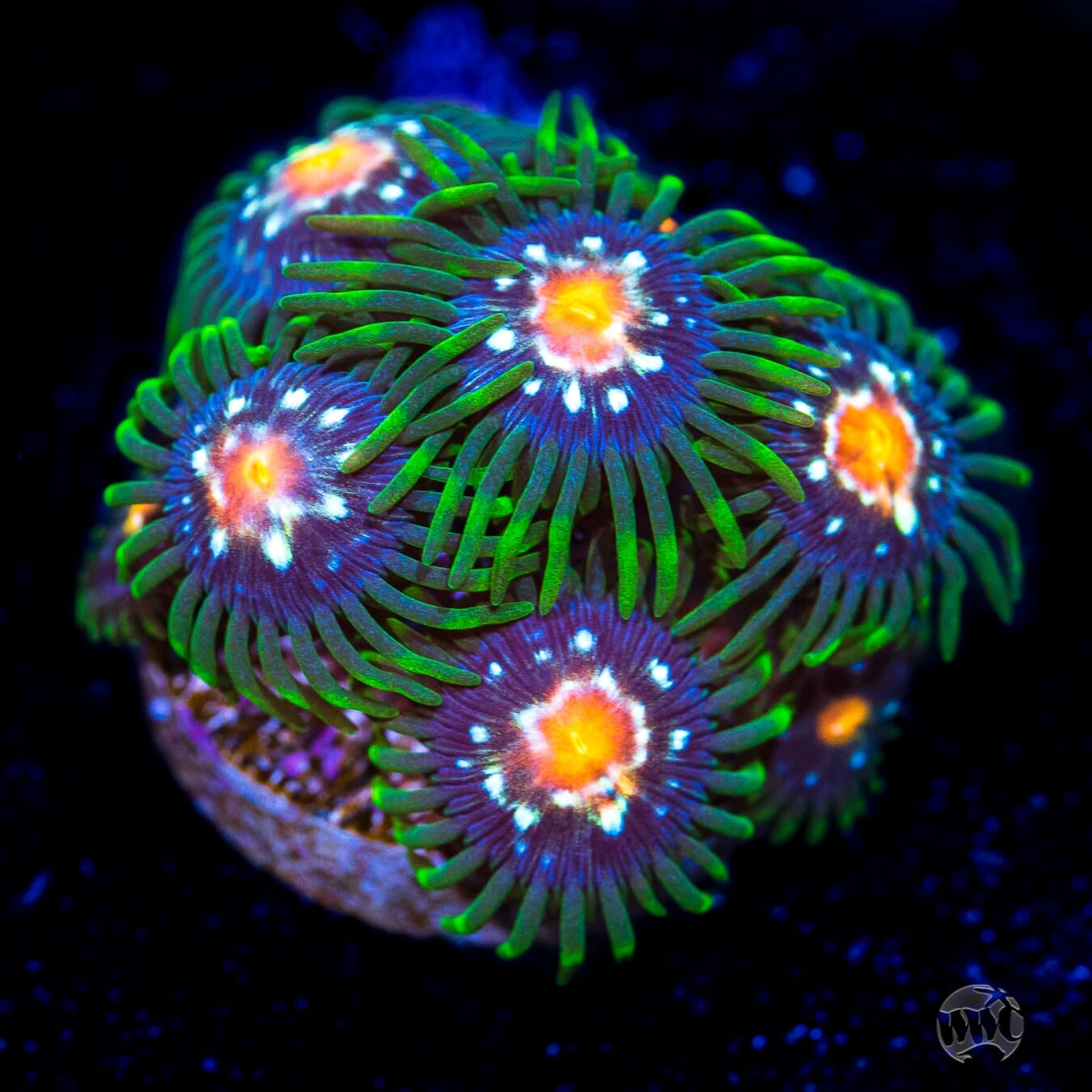 Jason Fox Stargazer Zoanthids