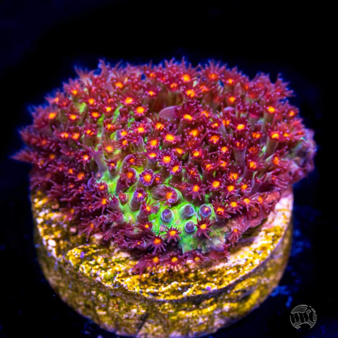 Jason Fox Sunset Stylocoeniella Coral