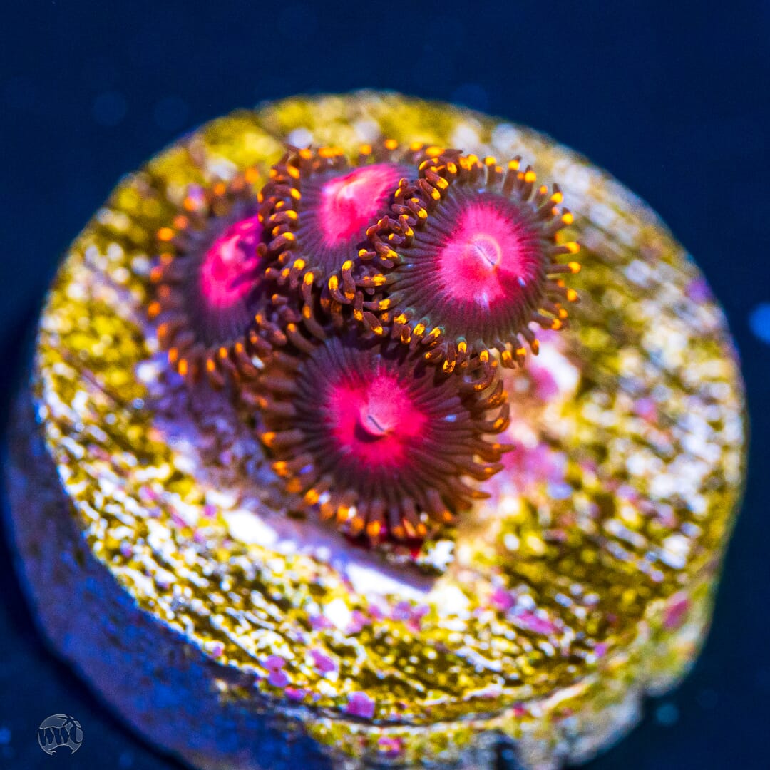 KH Sunburst Zoanthids