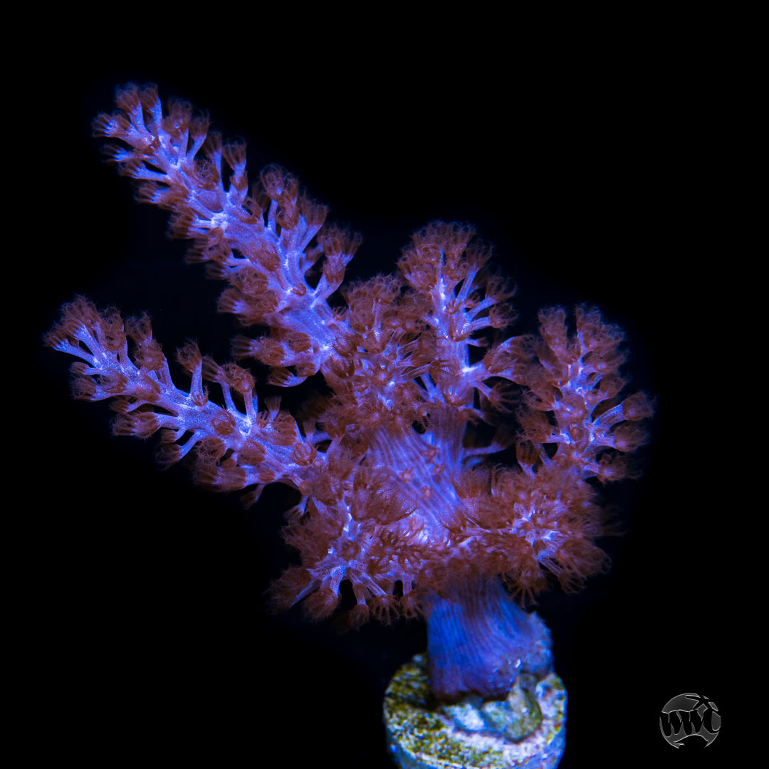 Kenya Tree Leather Coral
