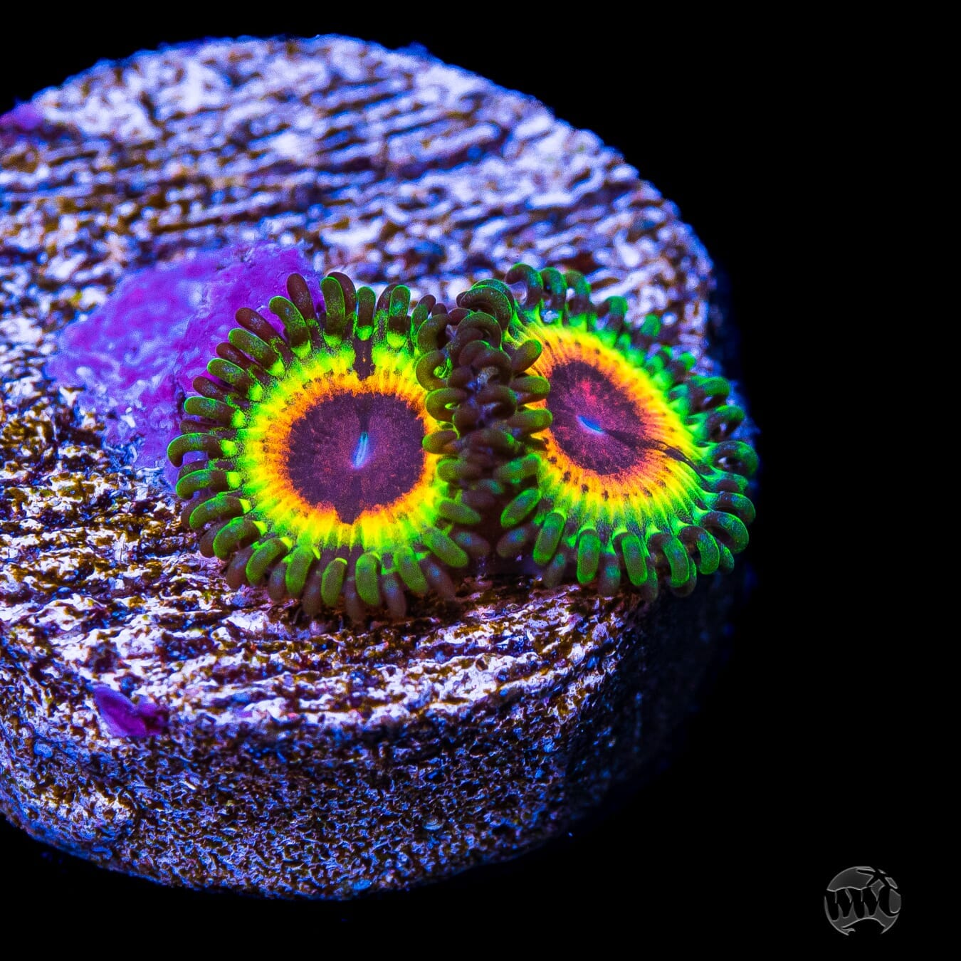 Little Shop of Horrors Zoanthids