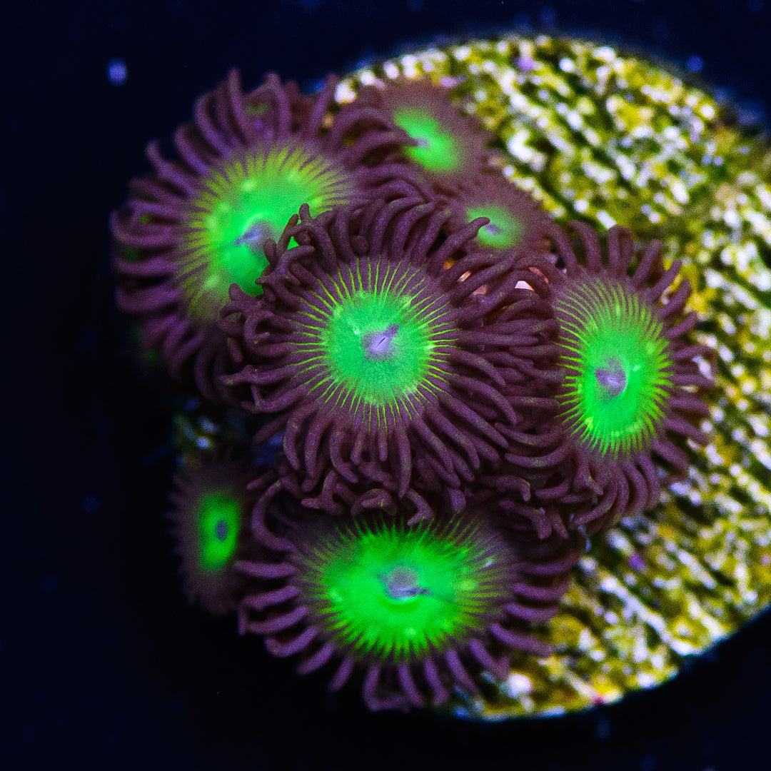 Mean Green Zoanthids - Daylight Photo