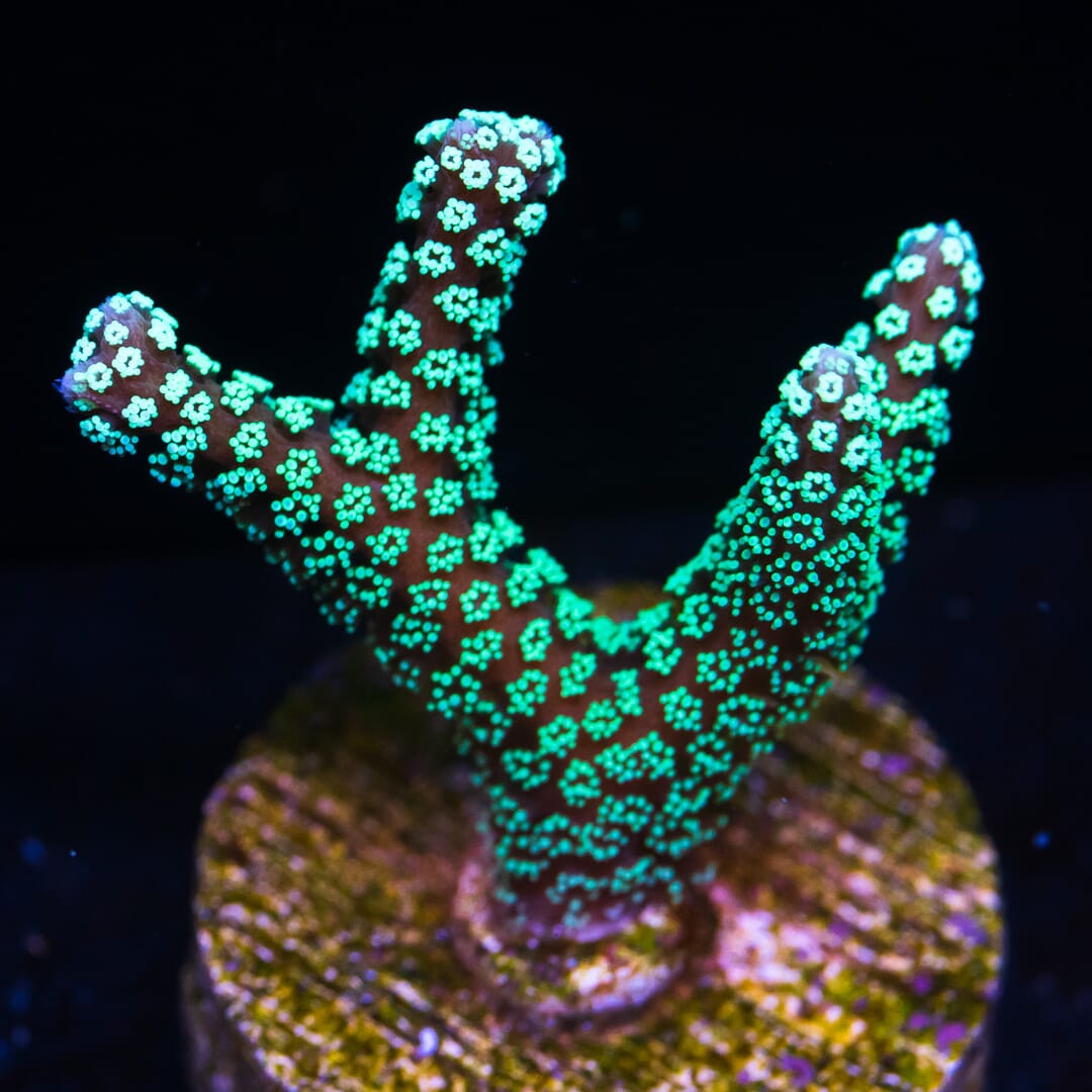 ORA Neon Birdsnest Coral