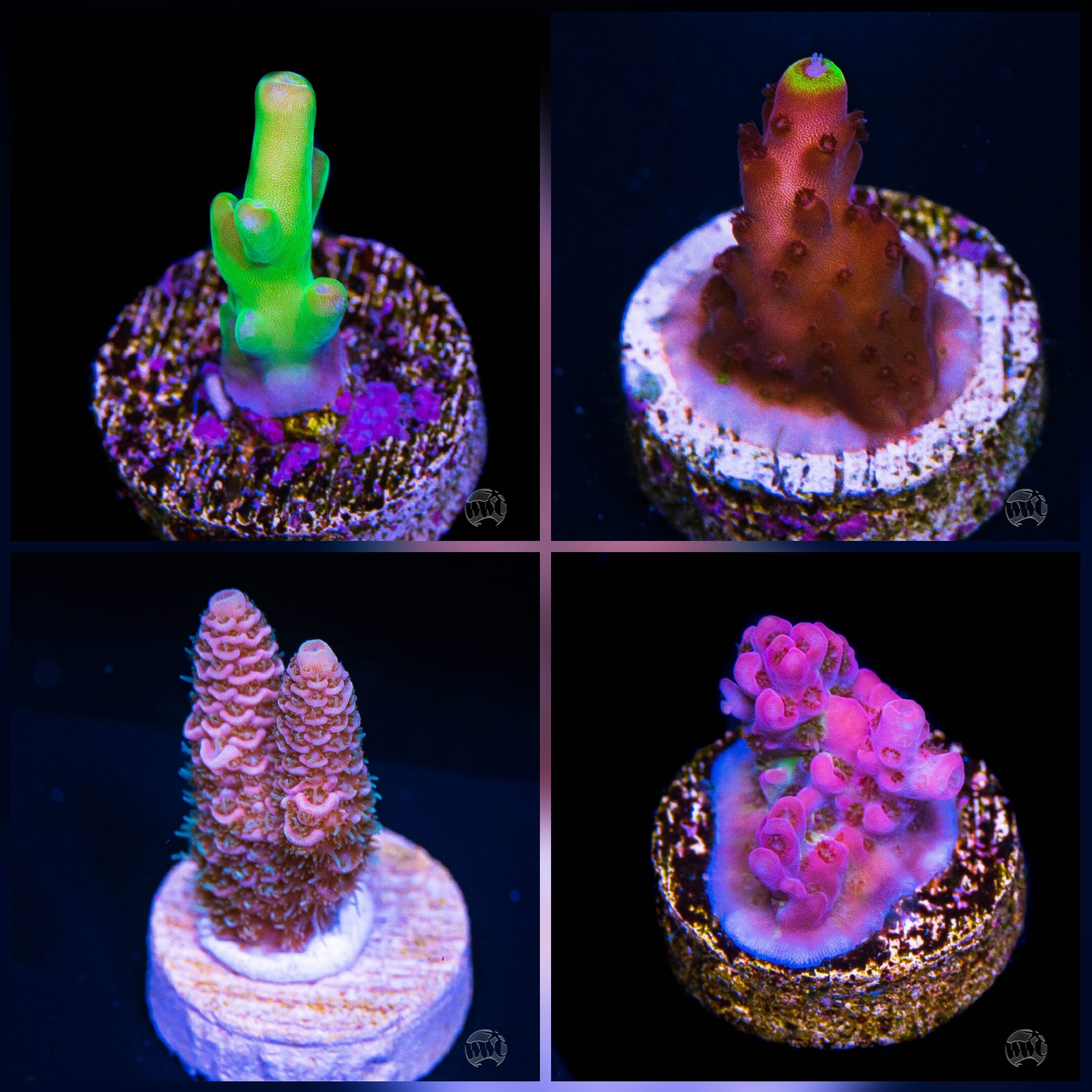 WYSIWYG Acropora 4 Pack