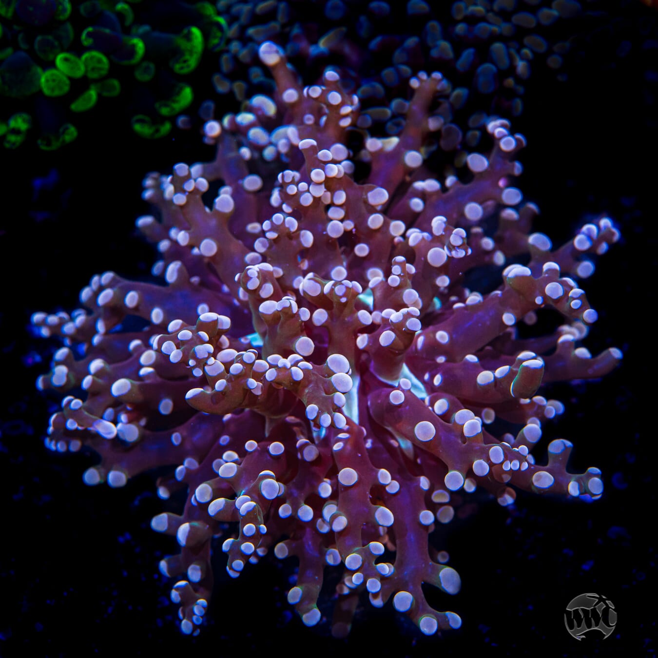 Peach Branching Frogspawn Coral