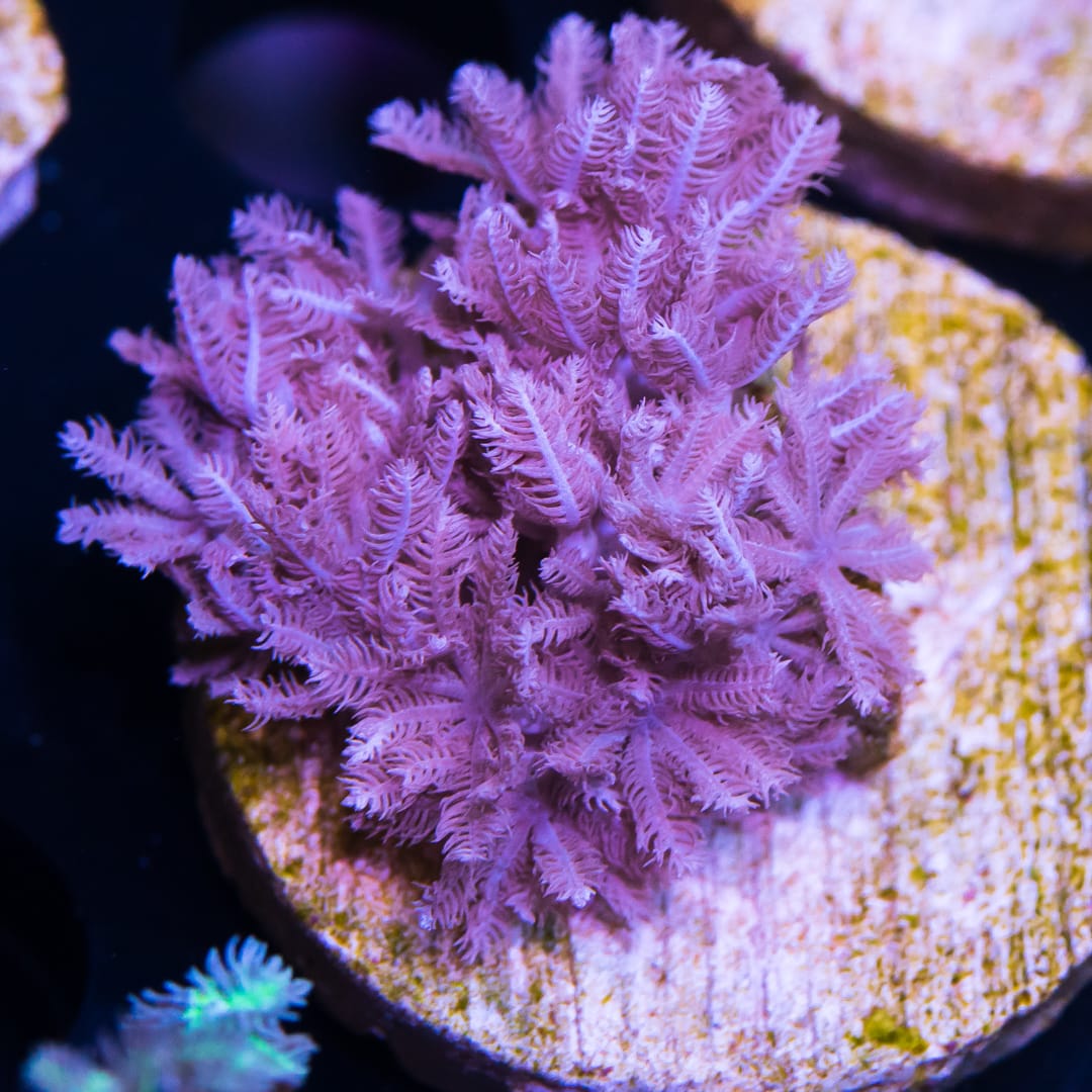 WWC Pulsing Xenia Coral