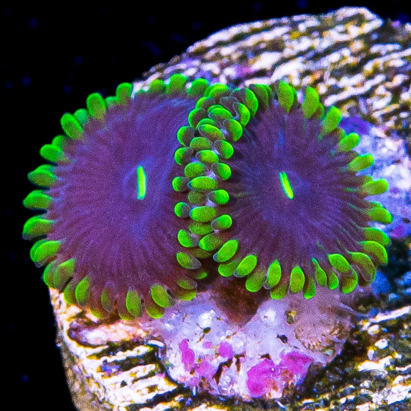 Purple People Eater Zoanthids