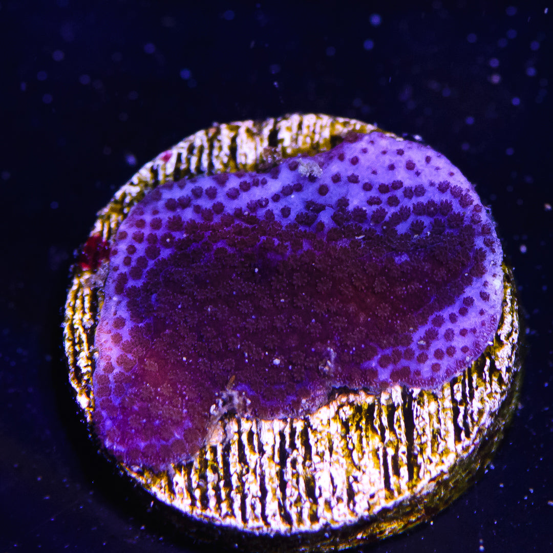 Purple Haze Montipora - Daylight Photo