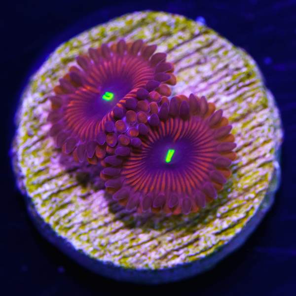 Red People Eater Zoanthids