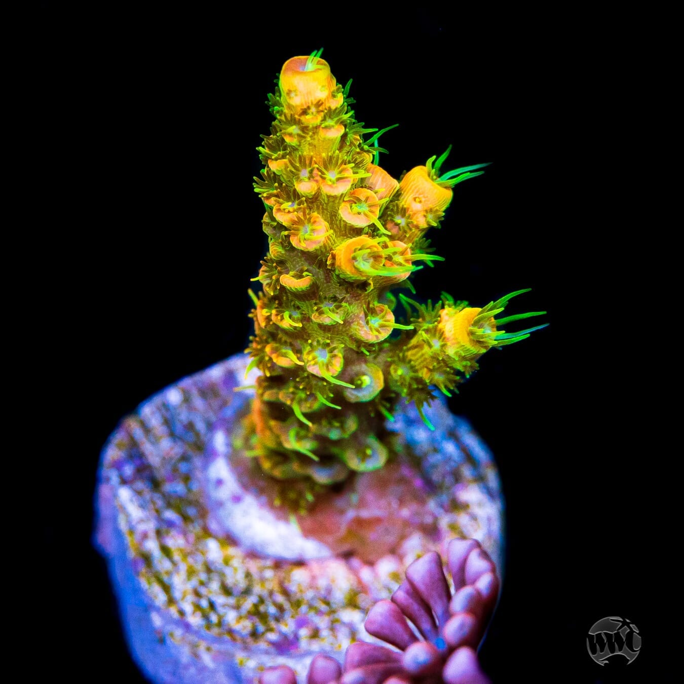 RMF Acid Trip Mille Acropora