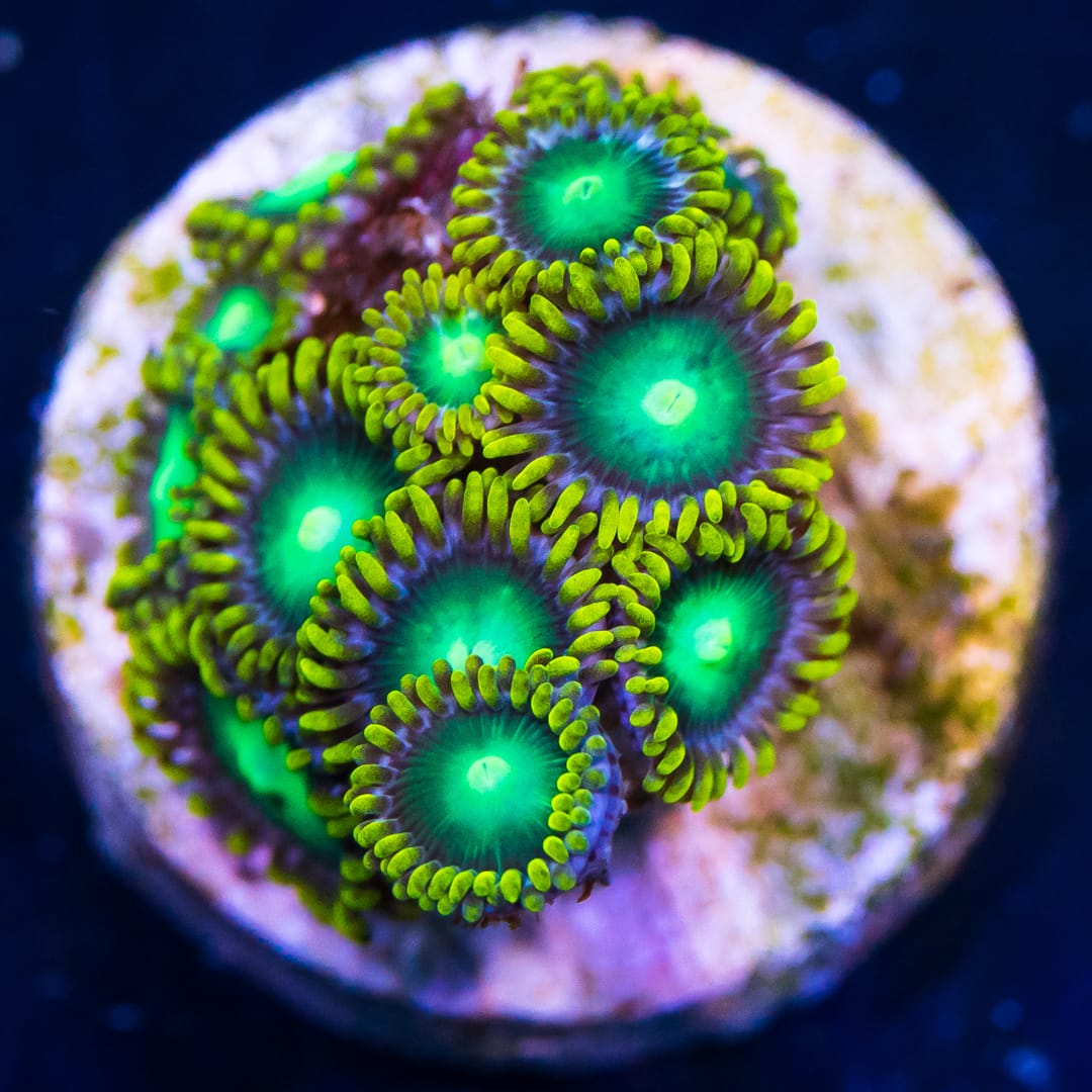 Radioactive Dragoneyes Zoanthids