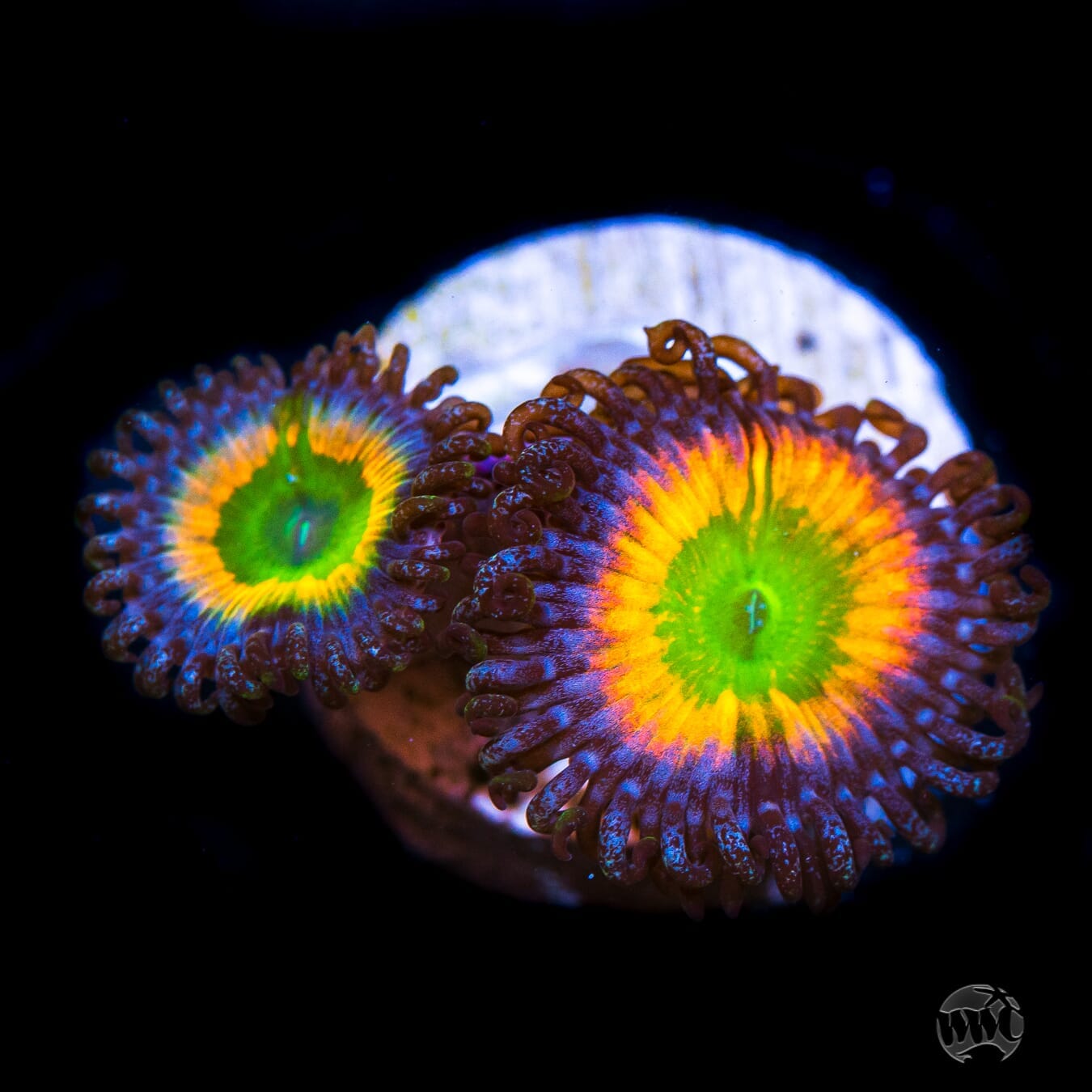 Rainbow Infusion Zoanthids