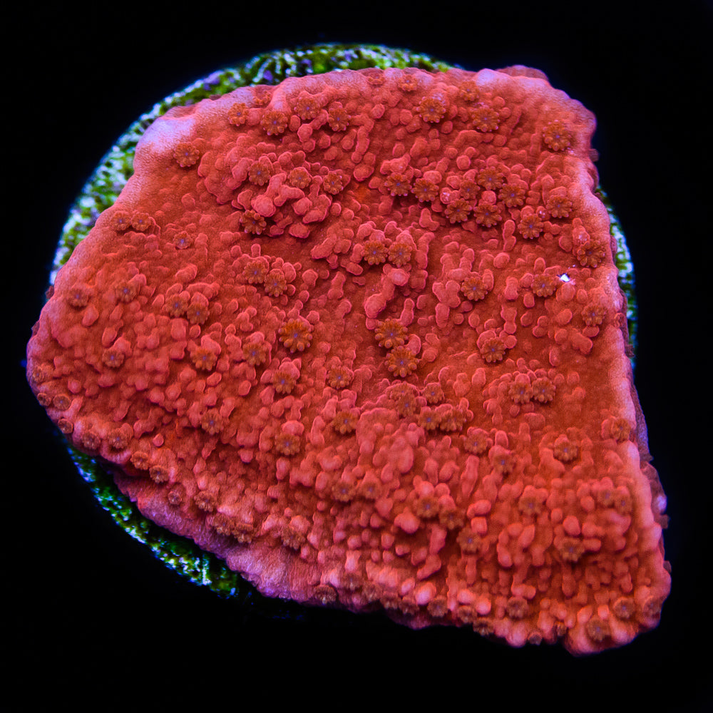 Red Montipora Cap - Daylight Photo