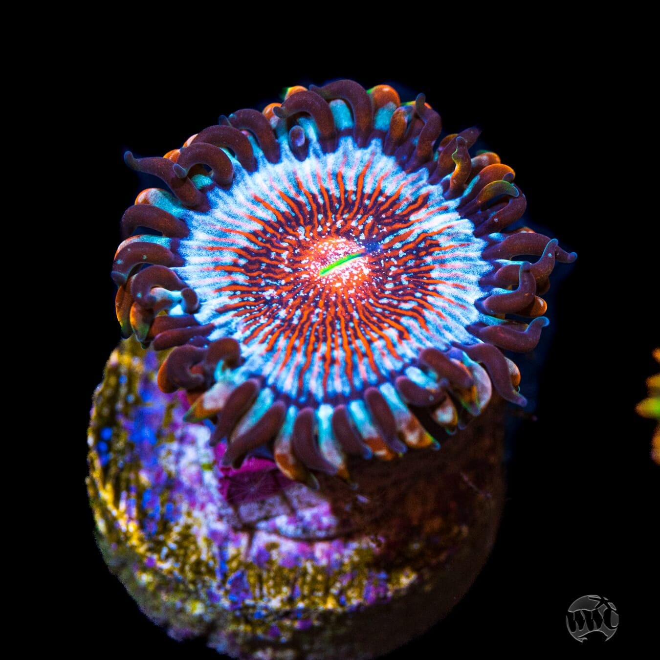 Salted Agaves Zoanthids