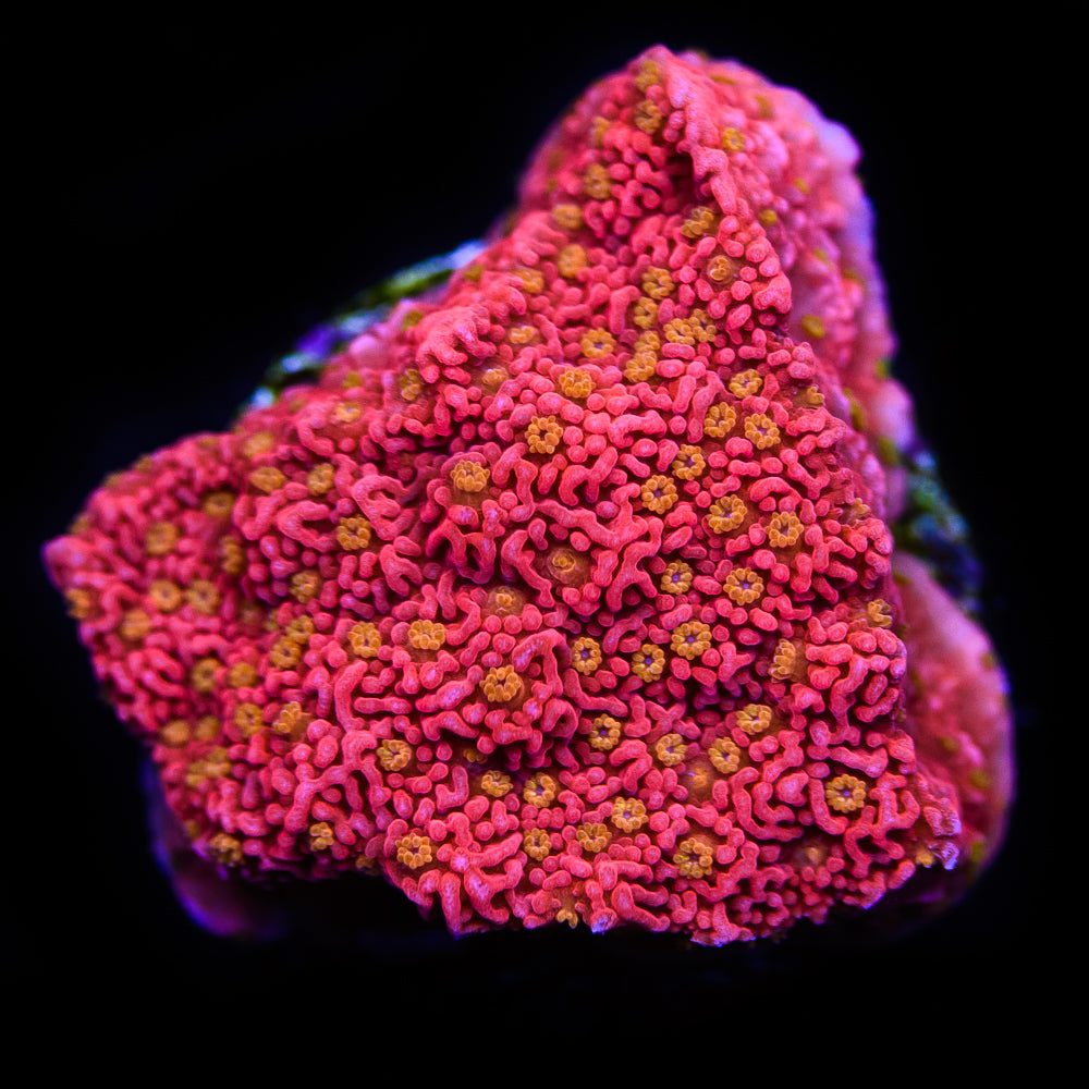 Starburst Cap Montipora - Daylight Photo