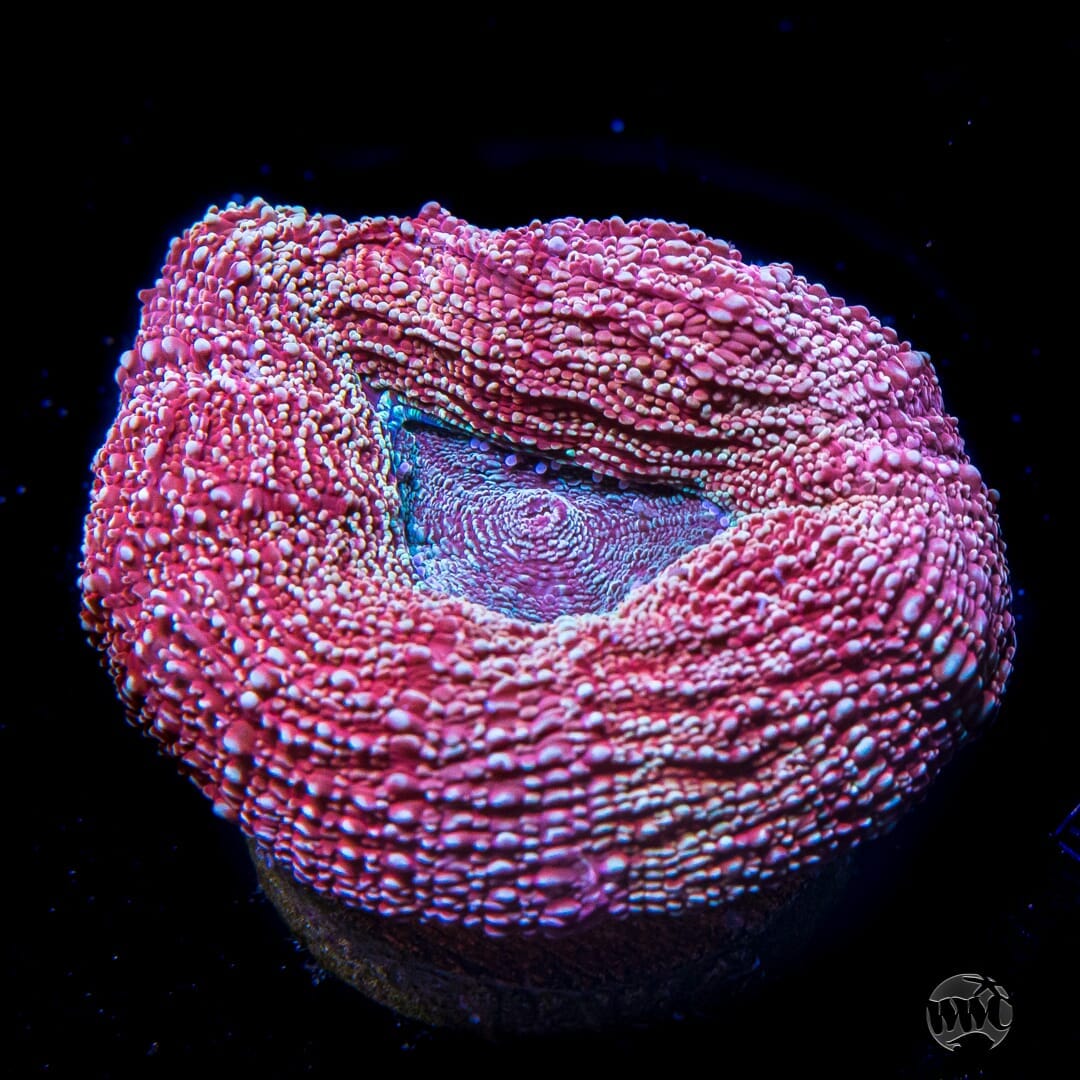 Strawberry Pie Bowerbanki Coral